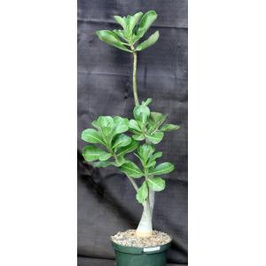 Adenium cv Gr1Gen x 532 8-inch pots